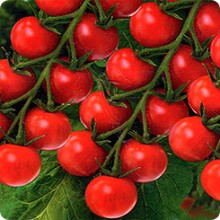 Томат Сантьяго F1 - ООО «Семена Тут»