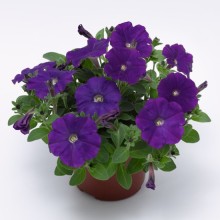 Петуния миллифлора Флэш Форвард Блю [100 драже] - ООО «Семена Тут»