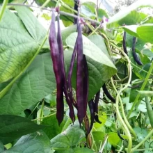Фасоль вьющаяся Блюхильда - ООО «Семена Тут»