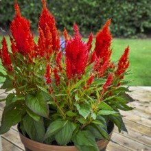 Целозия перистая Брайт Спаркс Скарлет [50 шт] - ООО «Семена Тут»