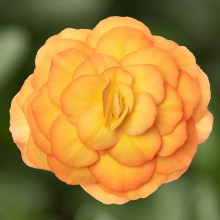 Бегония клубневая Лимитлесс Сансет [250 драже] - ООО «Семена Тут»