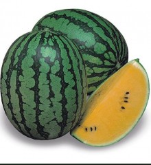 Арбуз Шампань F1 - ООО «Семена Тут»