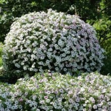 img-1: Петуния ампельная F1 Тайдал Вэйв Сильвер [1000 драже] - ООО «Семена Тут»