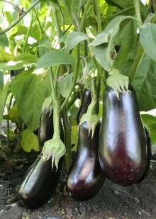 img-1: Баклажан Синегал - ООО «Семена Тут»