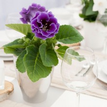 img-1: Глоксиния Брокад F1 Блю  [1000 драже] - ООО «Семена Тут»