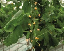 img-1: Огурец Смарт F1 - ООО «Семена Тут»