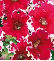 img-1: Петуния грандифлора Кан Кан Пикоти Черри Роуз [100 драже] - ООО «Семена Тут»