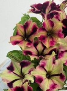 img-1: Петуния мультифлора Романтика Норма [1000 драже] - ООО «Семена Тут»