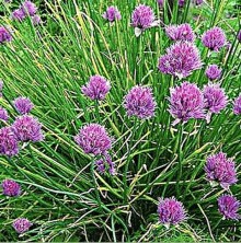 Лук Шнитт Старо - ООО «Семена Тут»