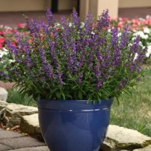 img-1: Ангелония Серена Пурпл [100 драже] - ООО «Семена Тут»