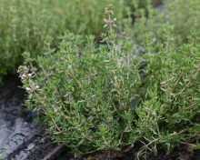 img-2: Тимьян Тибул - ООО «Семена Тут»