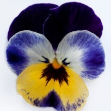 Виола рогатая Флорал Пауэр F1 Джолли Фейс [1000 шт] - ООО «Семена Тут»