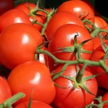 Томат Ранний красный - ООО «Семена Тут»