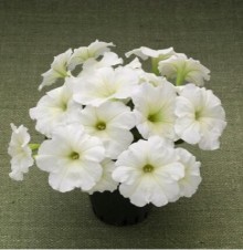 img-1: Петуния гибридная Трилоджи Лайм [1000 драже] - ООО «Семена Тут»