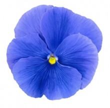 Виола крупноцветковая Премьер Тру Блю [1000 шт] - ООО «Семена Тут»