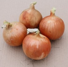 Лук репчатый Центавр F1 - ООО «Семена Тут»