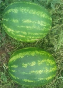img-1: Арбуз Тюрк F1 - ООО «Семена Тут»