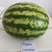 Арбуз Тюрк F1 - ООО «Семена Тут»