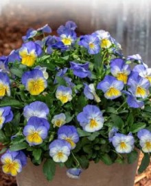 img-1: Виола крупноцветковая Ультима Блю енд Еллоу виз блоч [1000 шт] - ООО «Семена Тут»