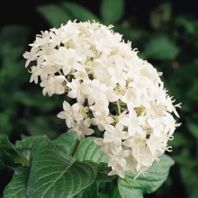 Пентас Баттерфляй Вайт [100 драже] - ООО «Семена Тут»