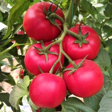 Томат Мультистар F1 - ООО «Семена Тут»