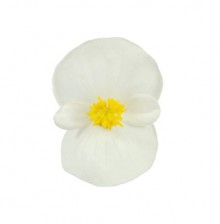 Бегония вечноцветущая Супер Кул Вайт [1000 драже] - ООО «Семена Тут»