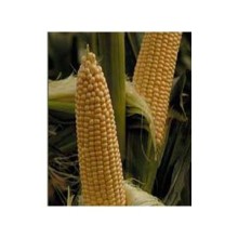 img-1: Кукуруза Фрагман F1 - ООО «Семена Тут»