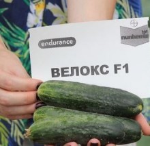 img-1: Огурец Велокс F1 - ООО «Семена Тут»