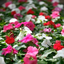 Катарантус Виртуоза Микс [1000 шт] - ООО «Семена Тут»