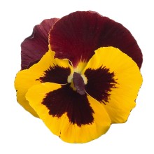 Виола крупноцветковая Премьер Ред энд Еллоу [1000 шт] - ООО «Семена Тут»