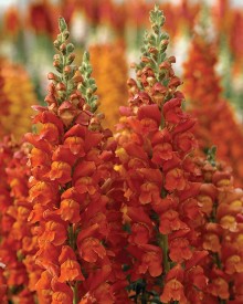 img-1: Львиный зев Увертюра 2 Оранж [1000 шт] - ООО «Семена Тут»