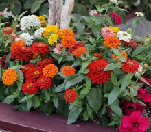 Цинния Джульетта Микс [1000 шт] - ООО «Семена Тут»