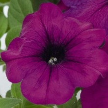Петуния грандифлора Лимбо Джи Пи Виолет [5000 драже] - ООО «Семена Тут»