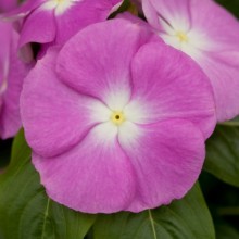 Катарантус Кобра Лавендер Хало [100 шт] - ООО «Семена Тут»