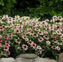 img-2: Цинния Захара Роуз Старлайт [1000 шт] - ООО «Семена Тут»