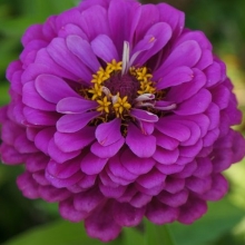 Цинния Лиллипут Фиолетовая - ООО «Семена Тут»