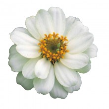 Цинния Профьюжен Дабл Вайт [100 шт] - ООО «Семена Тут»