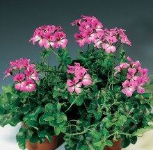 Пеларгония плющелистная Торнадо Бикорол Дуэт [1000 шт] (инкруст. семена) - ООО «Семена Тут»