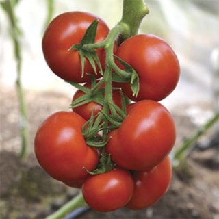 img-2: Томат Мангусто F1 (инкруст. семена) - ООО «Семена Тут»