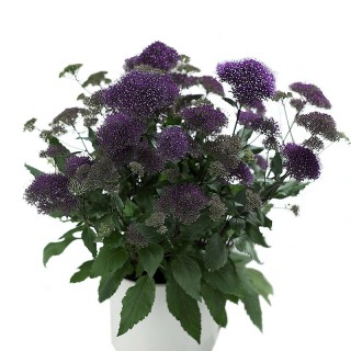 Трахелиум Пэшн Ин Дип Парпл [100 драже] - ООО «Семена Тут»