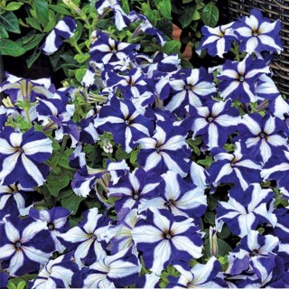 Петуния грандифлора Тритуния Блю Стар [100 драже] - ООО «Семена Тут»