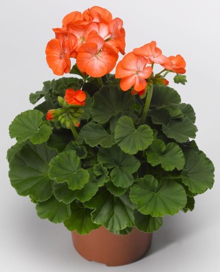img-1: Пеларгония зональная Пинто Премиум Оранж Биколор [1000 шт] (инкруст. семена) - ООО «Семена Тут»