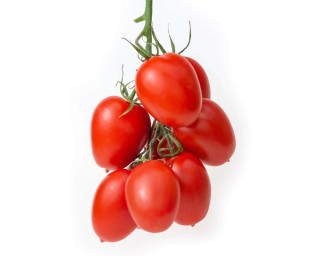 img-1: Томат Универсал F1 - ООО «Семена Тут»