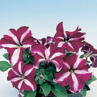 Петуния грандифлора Донна Стар Вельвет энд вайт [50 драже] - ООО «Семена Тут»