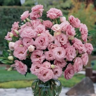 img-0: Эустома АБС 1 Дип Роуз [100 драже] - ООО «Семена Тут»