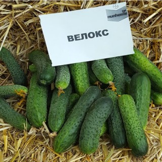 img-0: Огурец Велокс F1 - ООО «Семена Тут»