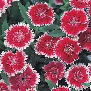 Гвоздика гибридная Телстар Пикоти [500 штук] - ООО «Семена Тут»