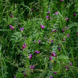 img-0: Вико-овсяная смесь - ООО «Семена Тут»