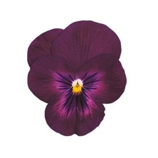 Виола рогатая Грандиссимо Парпл Глоу [1000 шт] - ООО «Семена Тут»