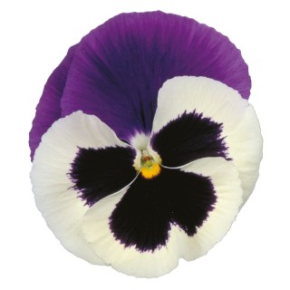 Виола крупноцветковая Премьер Блю энд Вайт Шейдс [1000 шт] - ООО «Семена Тут»